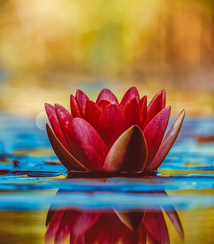adult counselling golders green